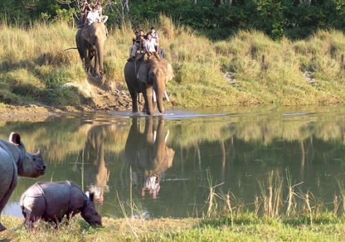 Jungle Safari in Nepal